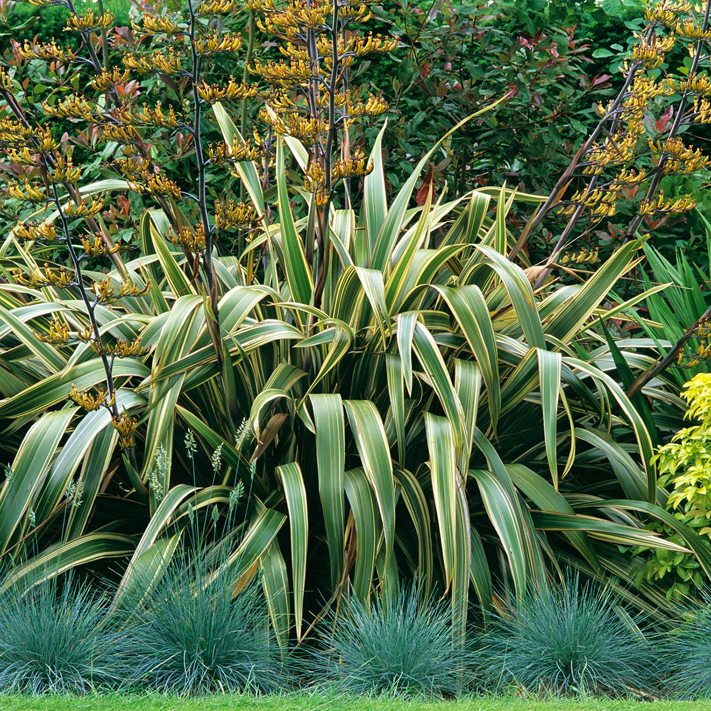 Promesse de Fleurs - Phormium tenax Variegatum - Lin de Nouvelle-Zélande Pot de 2L/3L