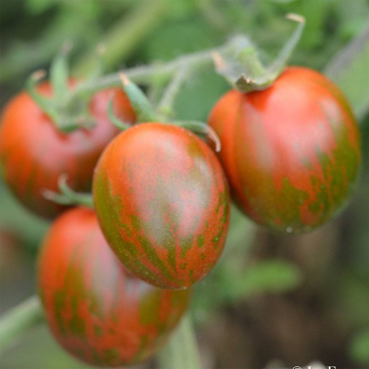 Tomate Black Zebra Cocktail Bio - Ferme de Sainte Marthe le sachet de 50 graines environ