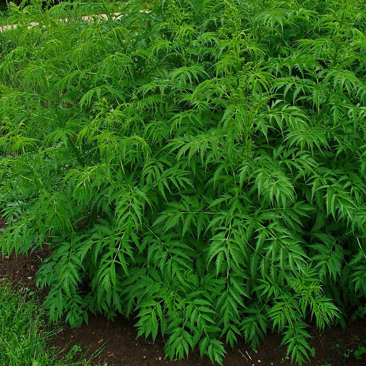 Promesse de Fleurs - Datisca cannabina - Chanvre vivace Godet de 8/9 cm