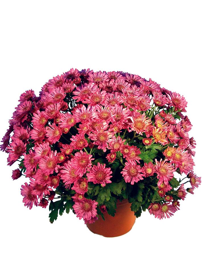 Fleuron D'Anjou - Chrysantheme pompon  pot 19 cm d45/+ - Image 2
