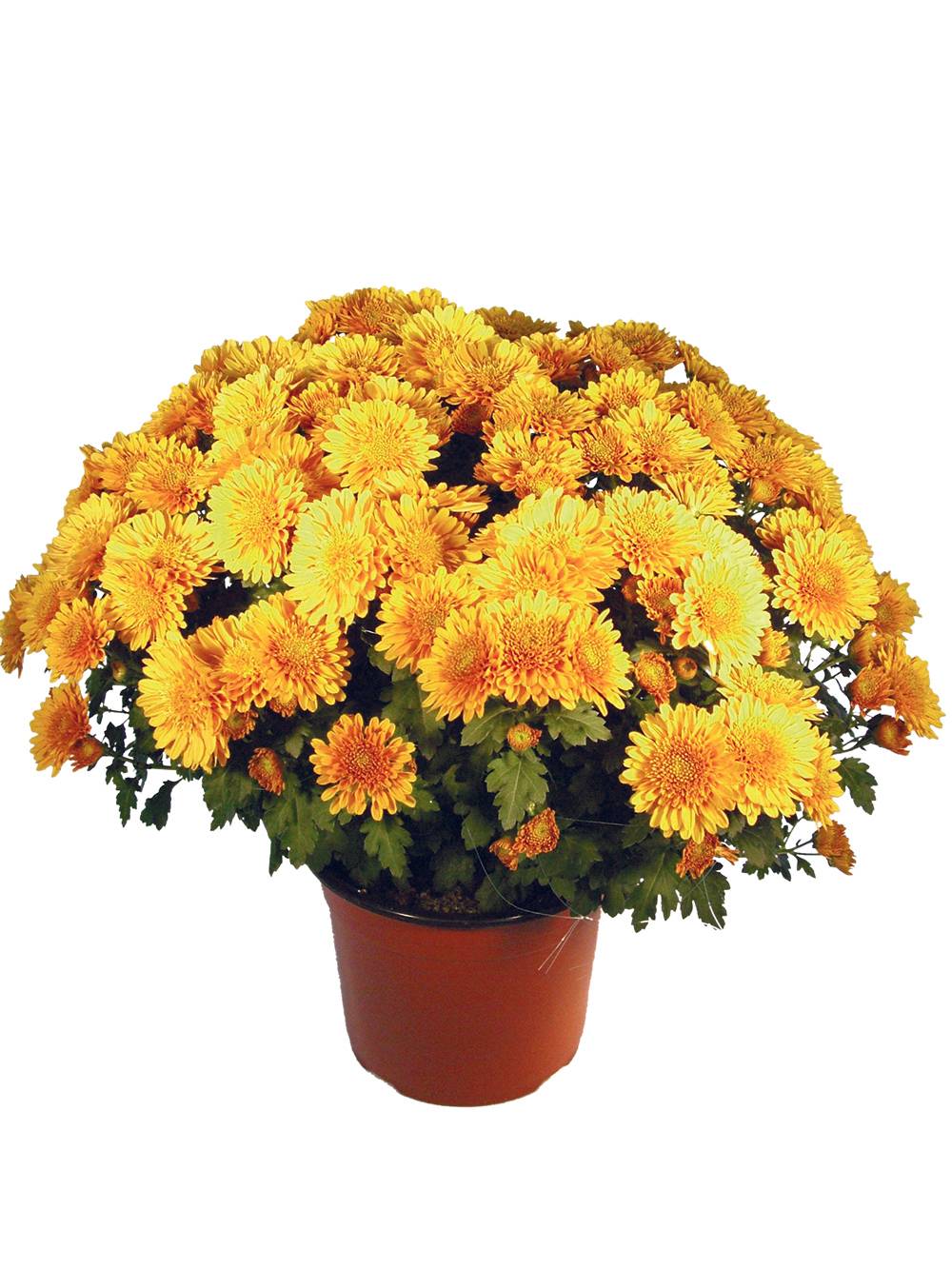 Fleuron D'Anjou - Chrysantheme pompon  pot 19 cm d45/+ - Image 1