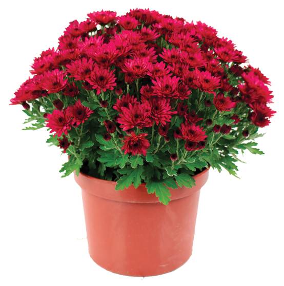 Fleuron D'Anjou - Chrysantheme pompon pot 19 cm d45/+ - Image 3
