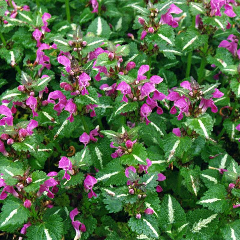 Lamium maculatum Roseum - Lamier maculé rose Godet de 8/9 cm