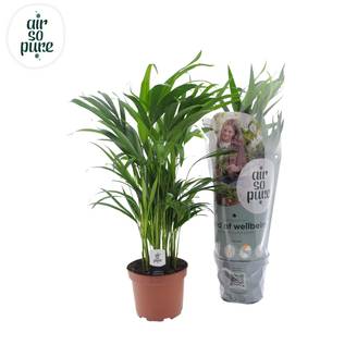 Dypsis Lutescens - D17 H65cm