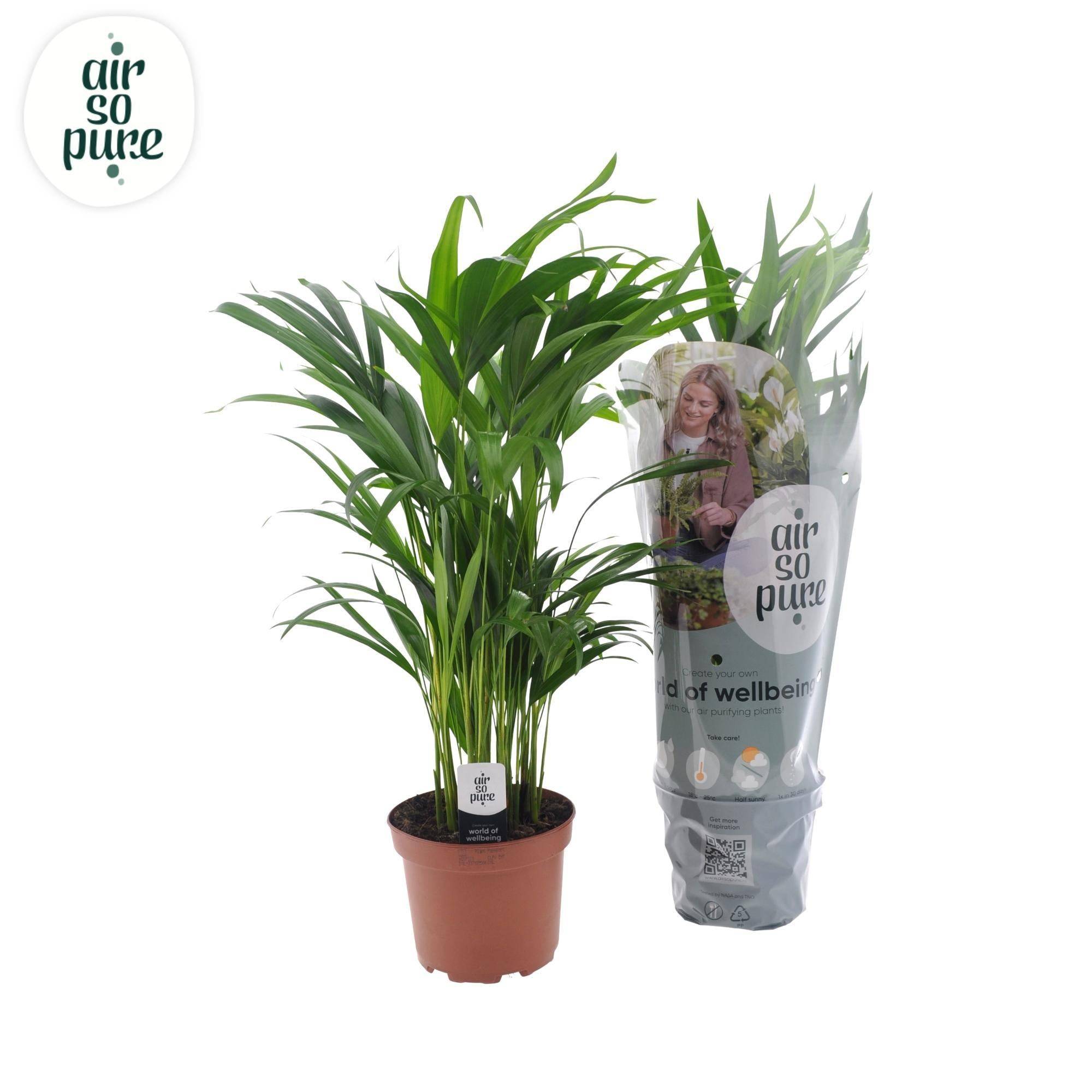La Green Touch - Dypsis Lutescens - D17 H65cm