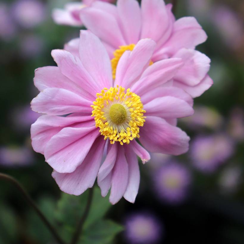 Anémone japonaise tomentosa Serenade Godet de 8/9 cm