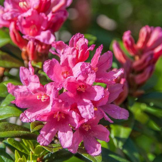 Rhododendron Bloombux Magenta Pot de 2L/3L - Image 1