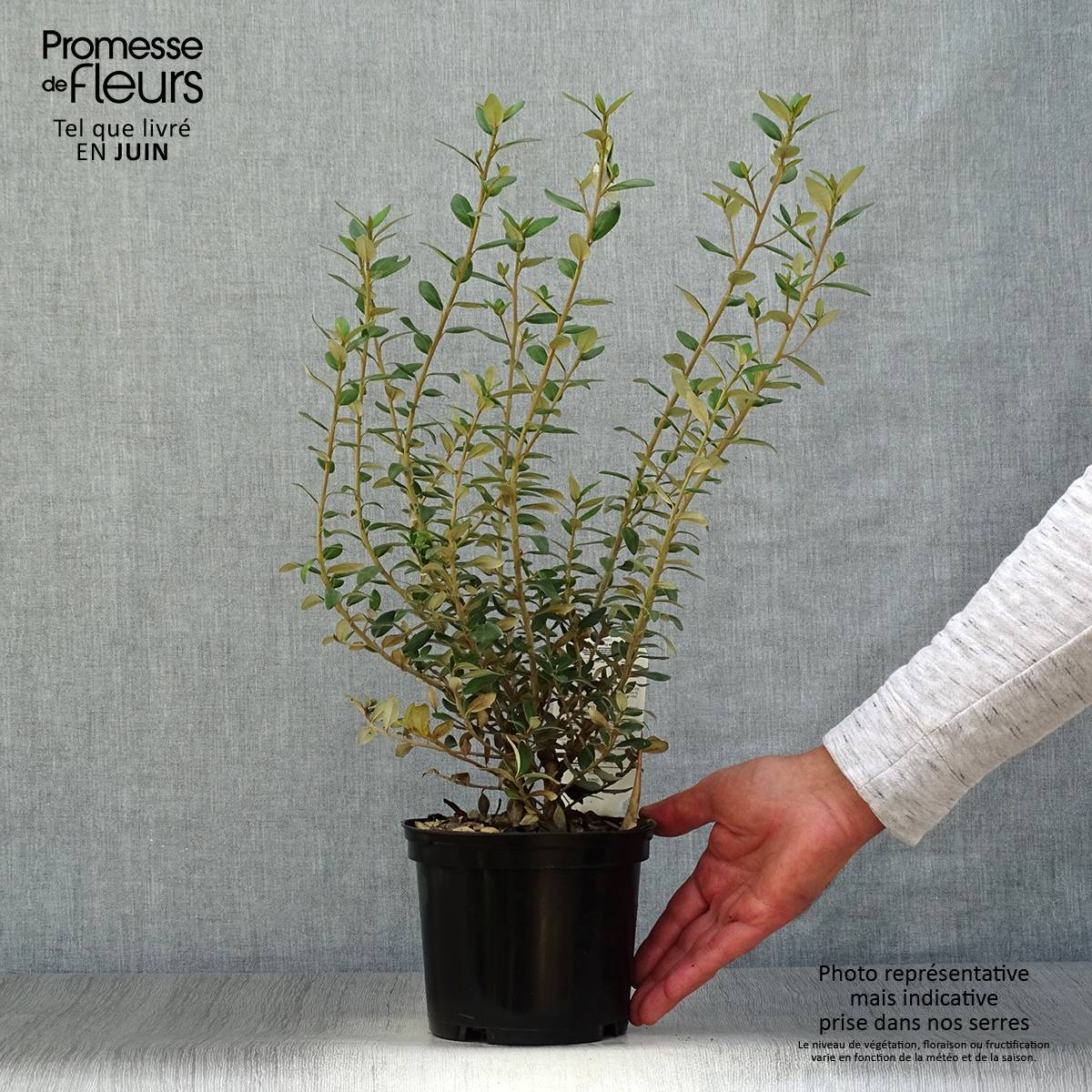 Promesse de Fleurs - Olearia (x)  haastii - Aster en arbre Pot de 2L/3L - Image 2