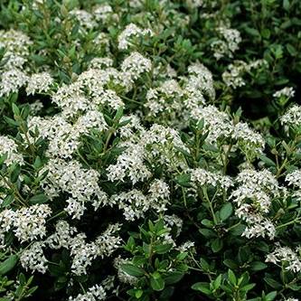 Promesse de Fleurs - Olearia (x) haastii - Aster en arbre Pot de 2L/3L - Image 1