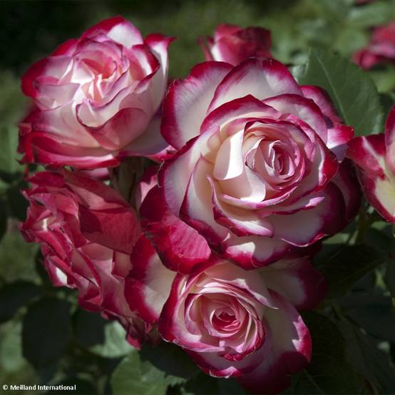 Rosier Jubilé du Prince de Monaco Pot de 4L/5L