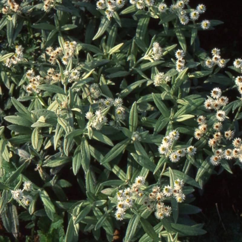 Immortelle de l'Himalaya à fleurs Blanche/ - feuillage Semi-Persistant - Lot de 3 godets - Image 2