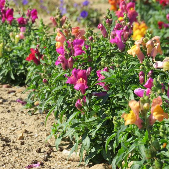 Graines de Muflier nain Magic Carpet Mix - Antirrhinum majus le sachet de 2550 graines environ (0,4g)