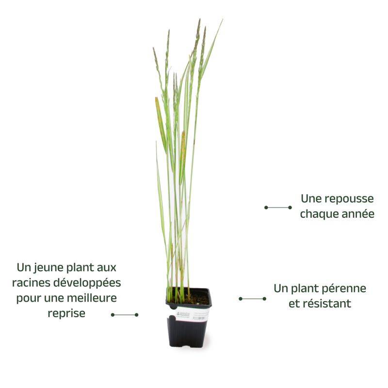 3 Calamagrostides 'Avalanche' - Lot de 3 graminées - Pépinières Naudet - Image 3
