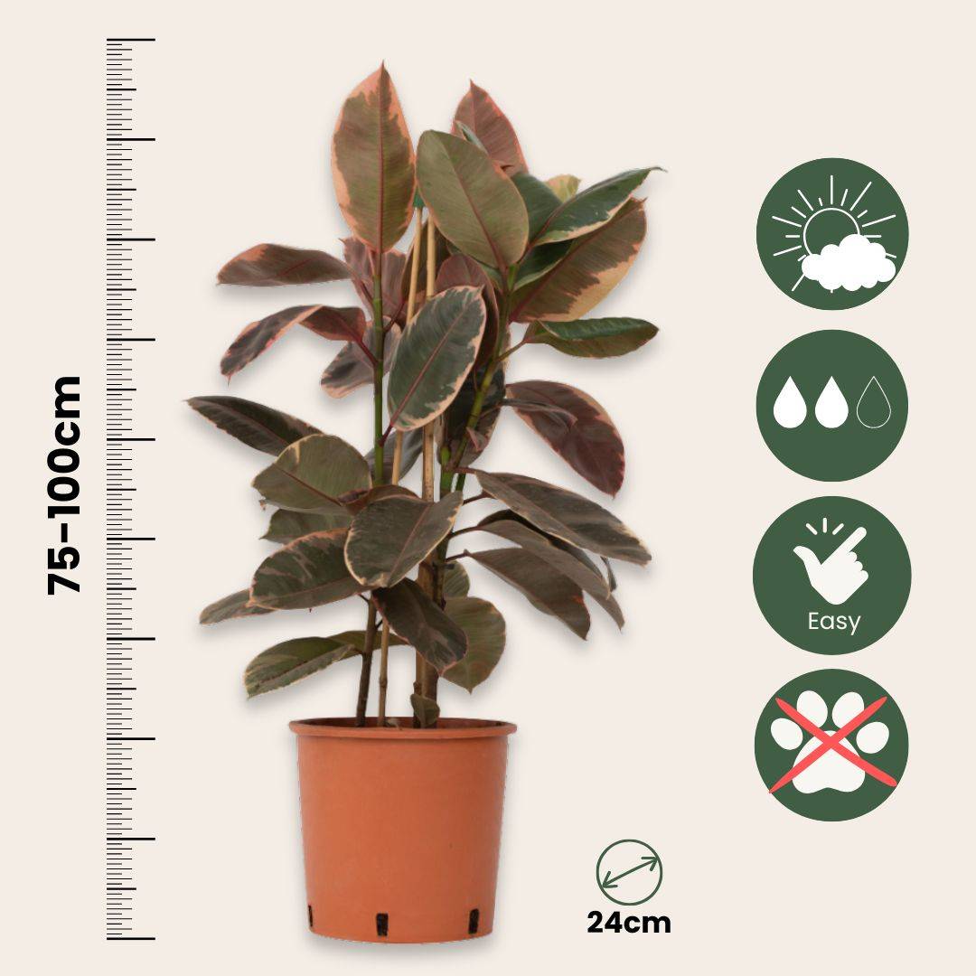 Plant In A Box - Caoutchouc - Ficus Elastica 'Belize' - Hauteur 75-100cm - ⌀24cm - Image 6