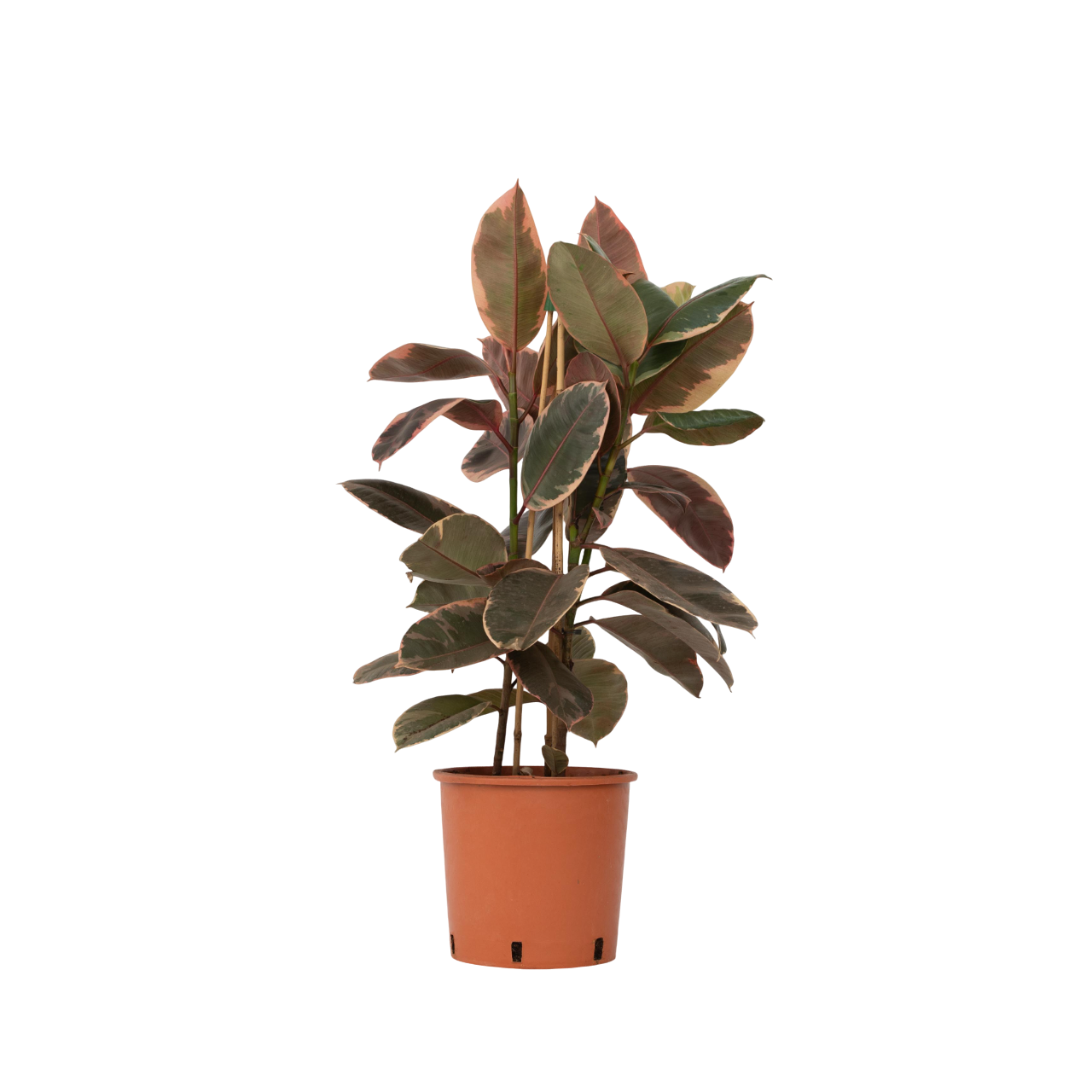 Plant In A Box - Caoutchouc - Ficus Elastica 'Belize' - Hauteur 75-100cm - ⌀24cm - Image 1