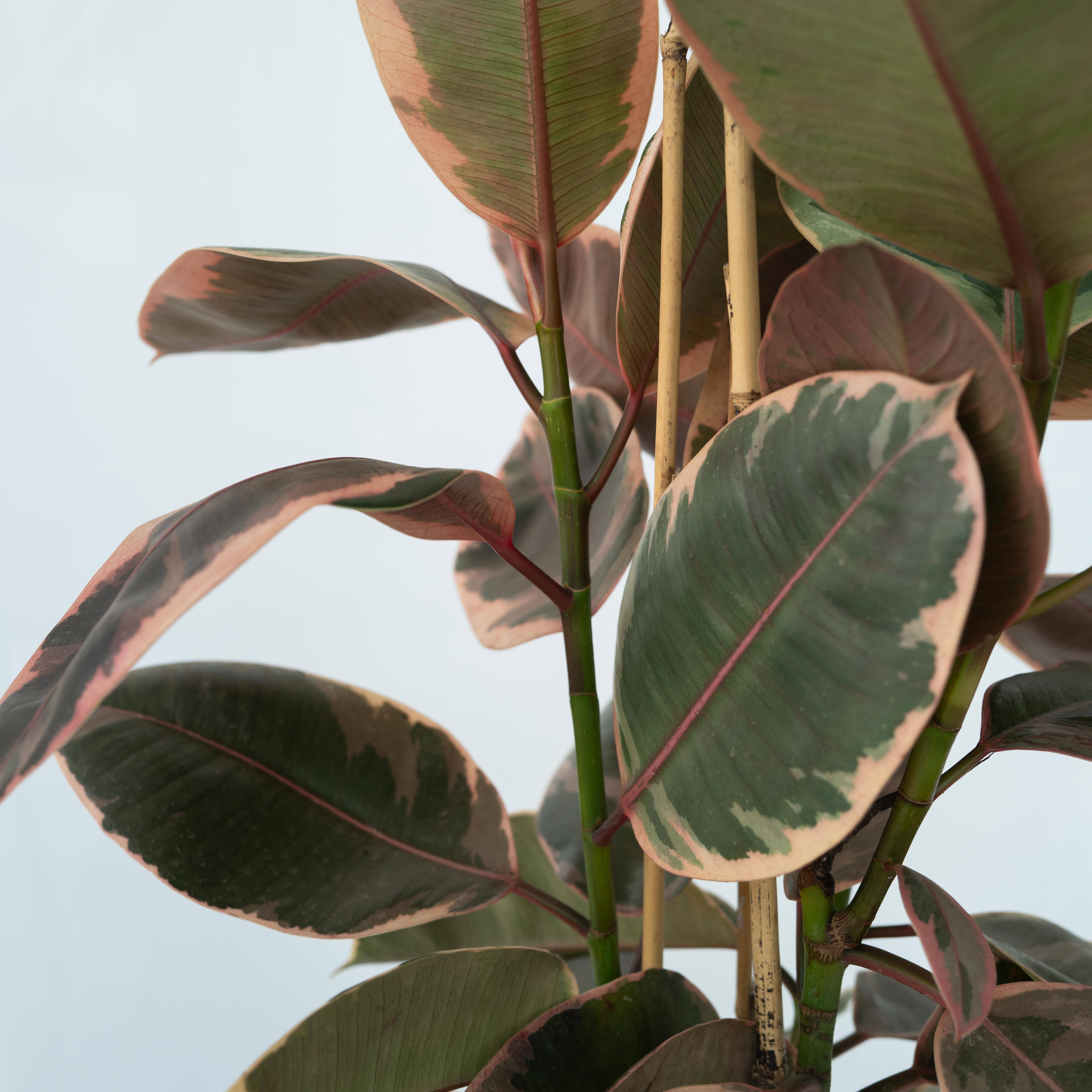 Plant In A Box - Caoutchouc - Ficus Elastica 'Belize' - Hauteur 75-100cm - ⌀24cm - Image 5