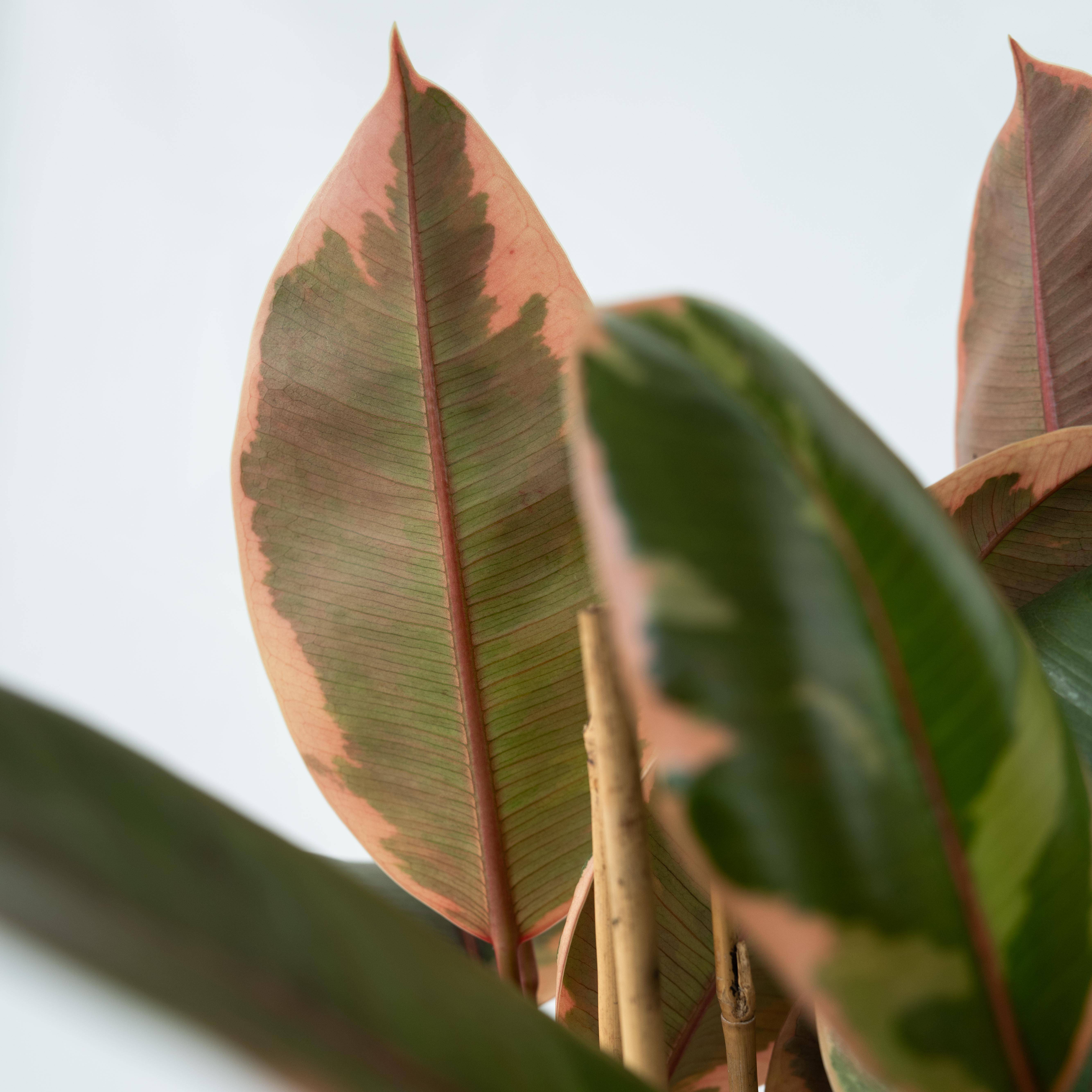 Plant In A Box - Caoutchouc - Ficus Elastica 'Belize' - Hauteur 75-100cm - ⌀24cm - Image 4