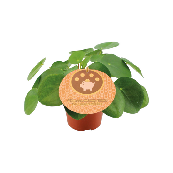 Pilea Peperomioides 20cm - Plante d'intérieur- La Green Touch - Image 1