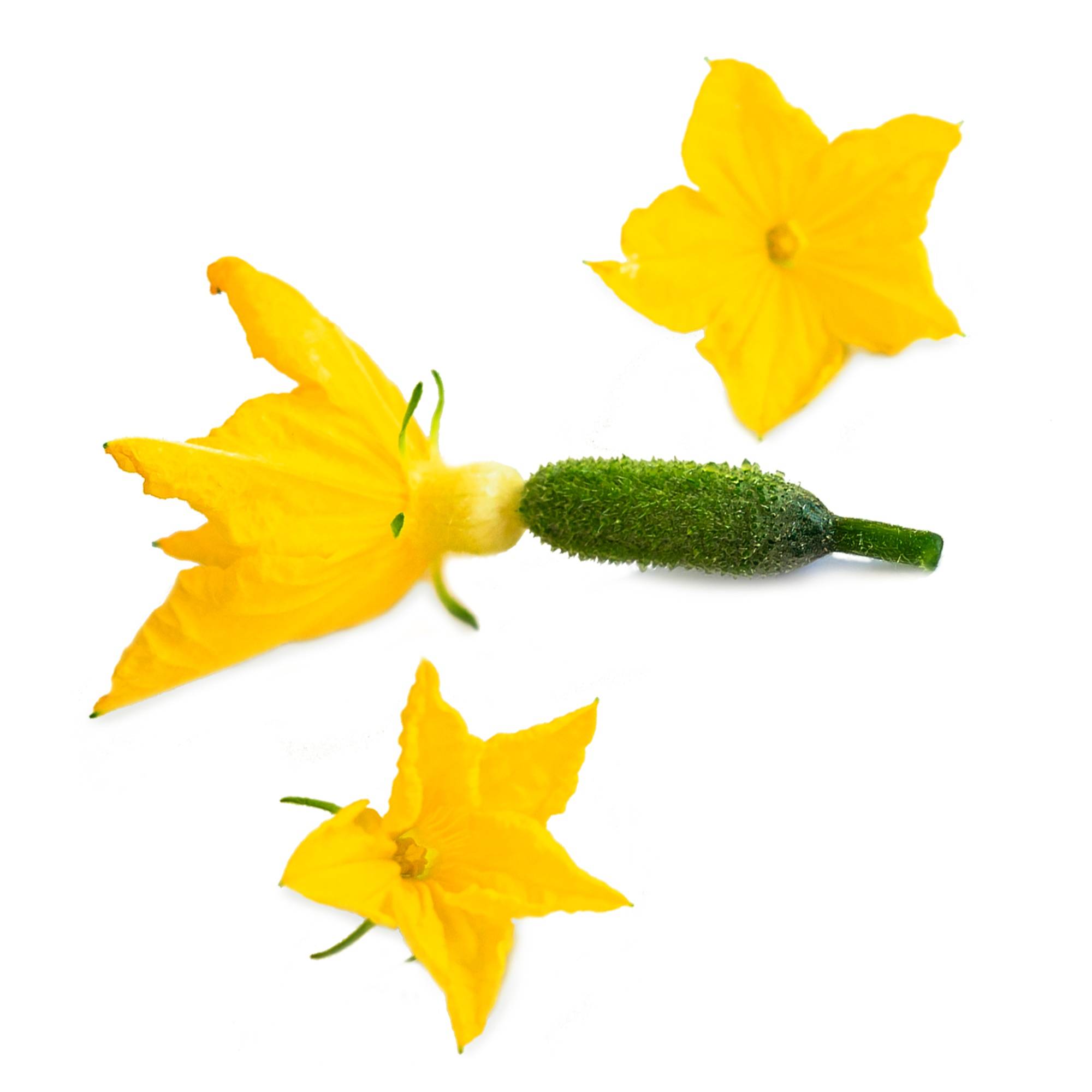 Veritable - Lingot Fleur de cornichon - Recharge prête à l'emploi - Véritable - Imagen 2