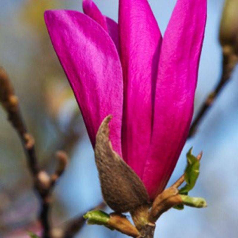 Magnolia 'Susan' (Magnolia 'Susan') - Godet 9cm - Pépinières Naudet - Imagen 1