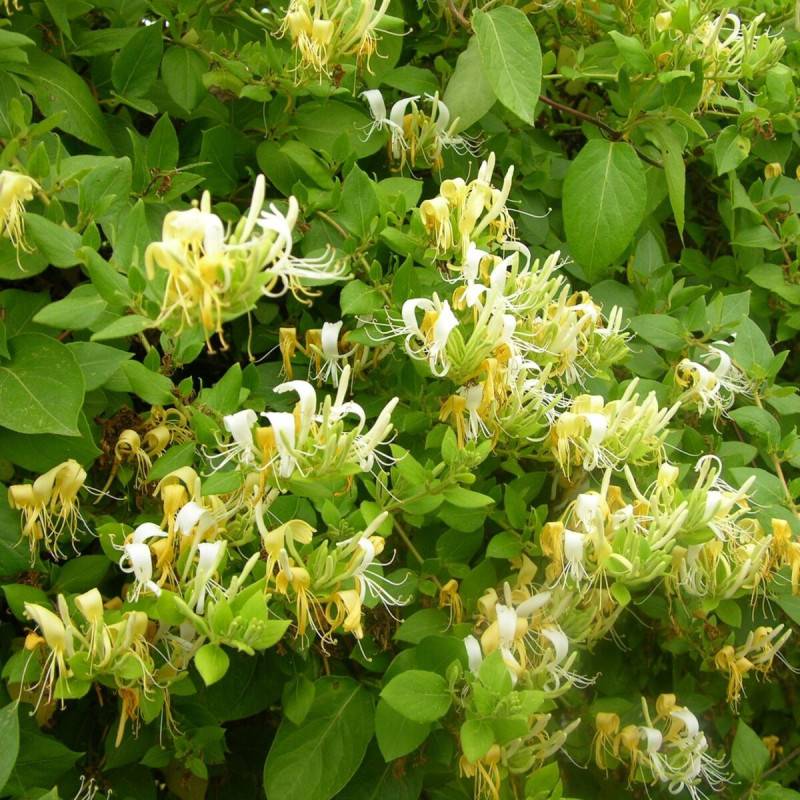 Chèvrefeuille du Japon Hall's Prolific à fleurs Jaune - feuillage Semi-Persistant - Godet - 5/20 cm-  hauteur à maturité De 5,00 m à 10,00 m - Imagen 9