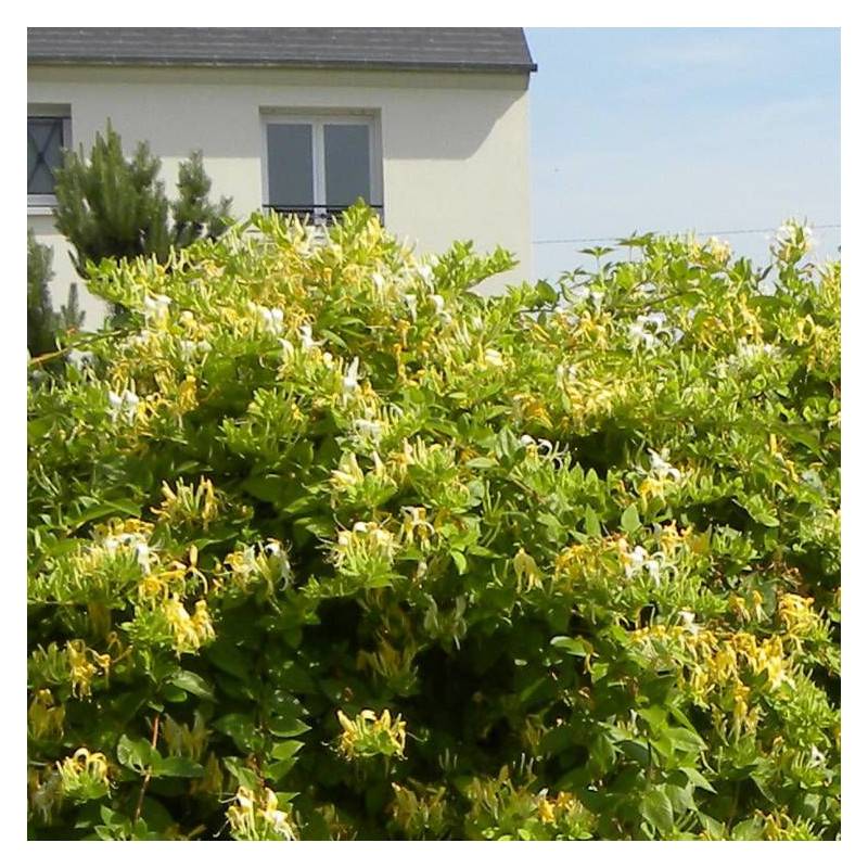 Chèvrefeuille du Japon Hall's Prolific à fleurs Jaune - feuillage Semi-Persistant - Godet - 5/20 cm-  hauteur à maturité De 5,00 m à 10,00 m - Imagen 10