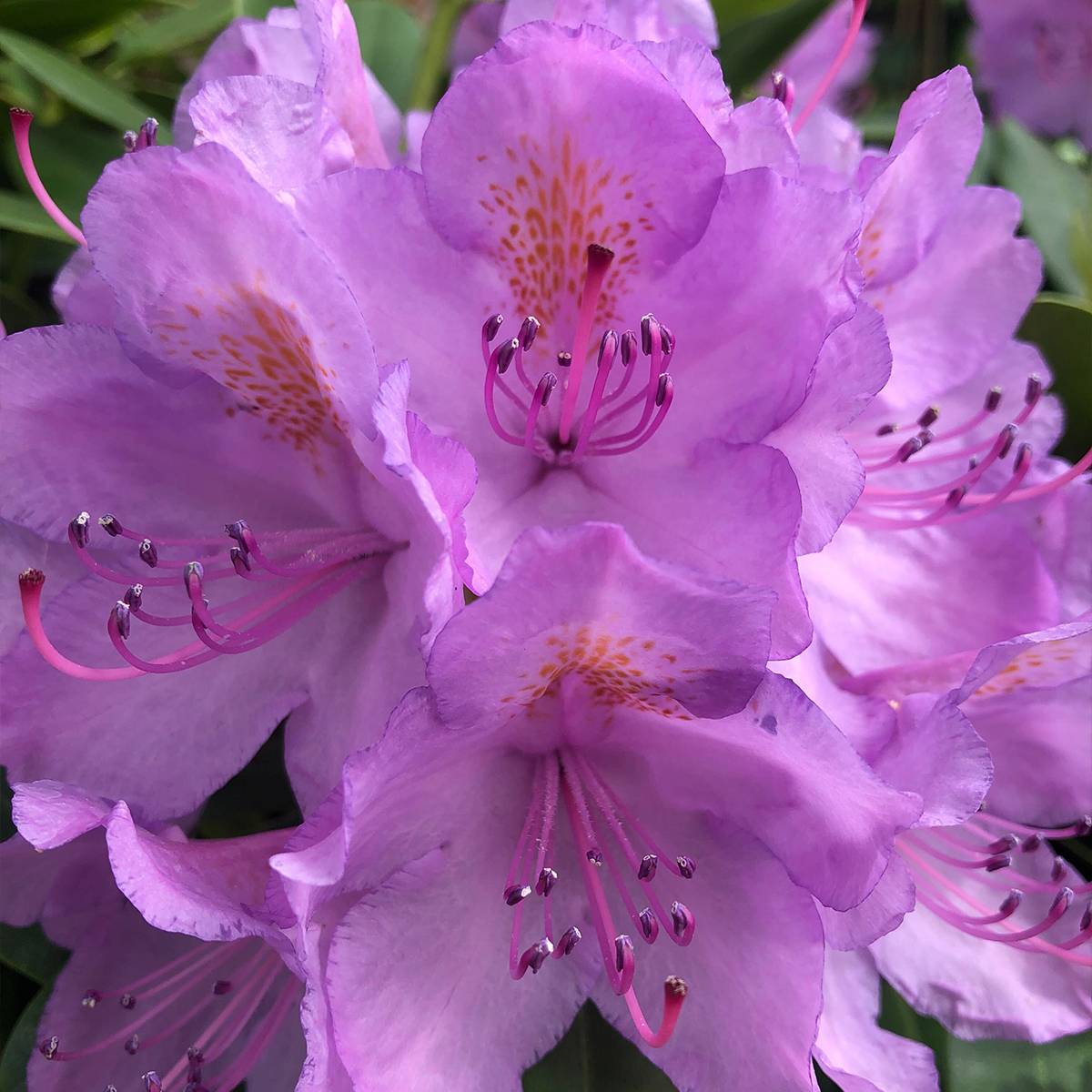Rhododendron catawbiense Grandiflorum - Grand rhododendron Pot de 4L/5L