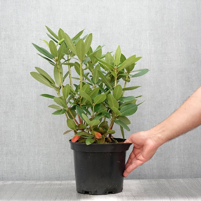 Rhododendron catawbiense Grandiflorum - Grand rhododendron Pot de 4L/5L - Image 2