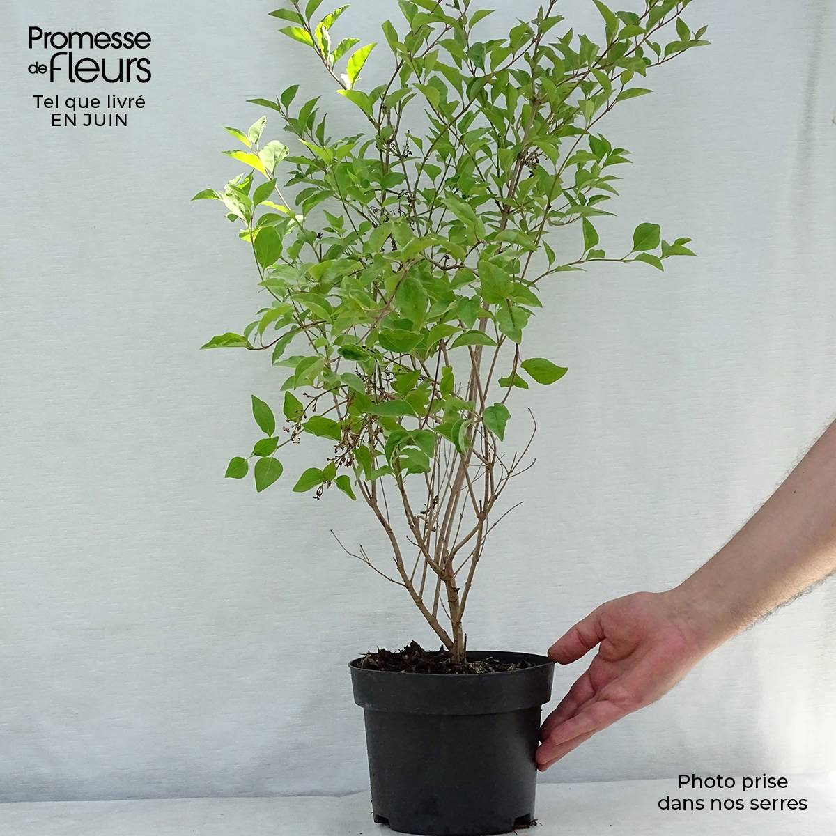 Lilas nain - Syringa meyeri Flowerfesta White Pot de 3L/4L - Image 2