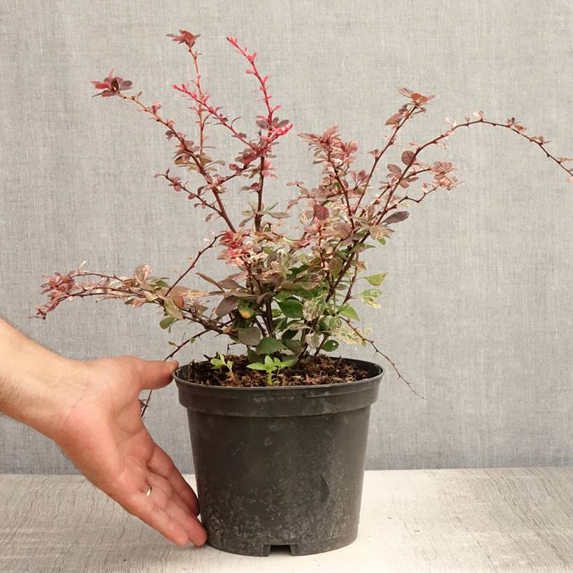 Berberis thunbergii Harlequin - Epine-vinette Pot de 2L/3L - Image 2