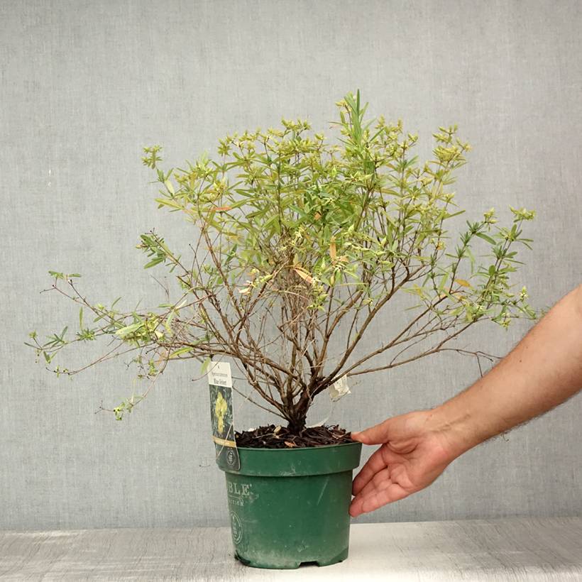 Promesse de Fleurs - Hypericum kalmianum Blue Velvet - Millepertuis Pot de 2L/3L - Image 2