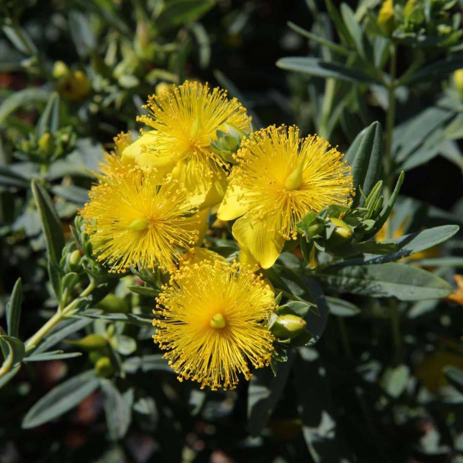 Promesse de Fleurs - Hypericum kalmianum Blue Velvet - Millepertuis Pot de 2L/3L - Image 1