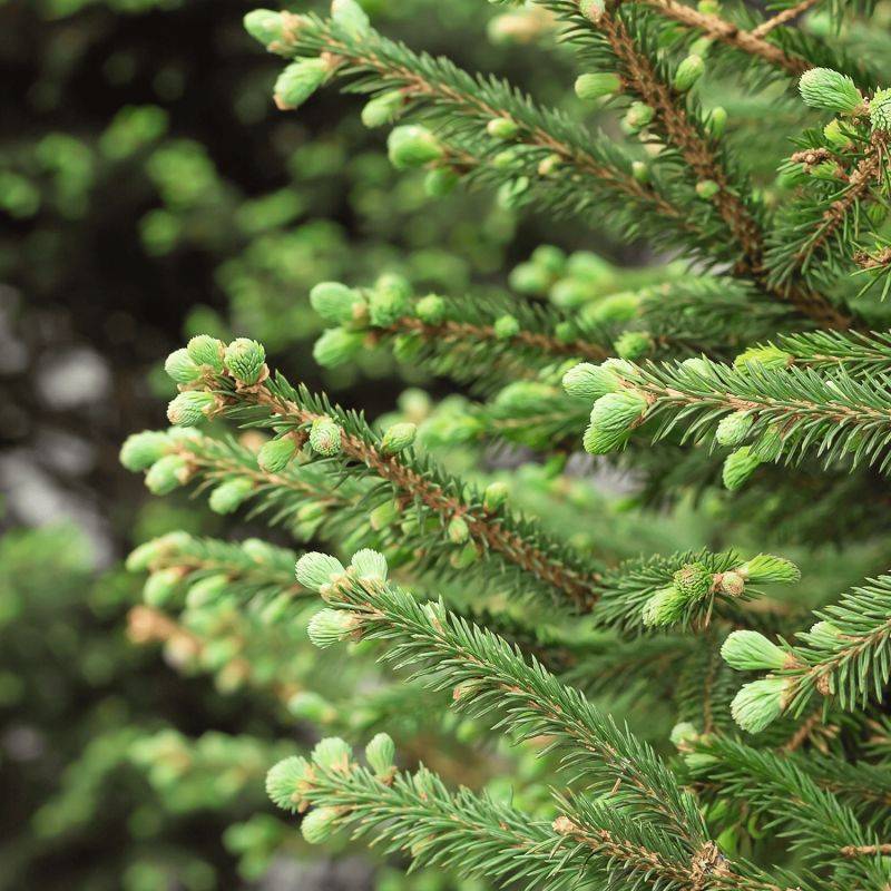 Epicéa commun (Picea abies) - Godet - Taille 20/40cm - Pépinières Naudet