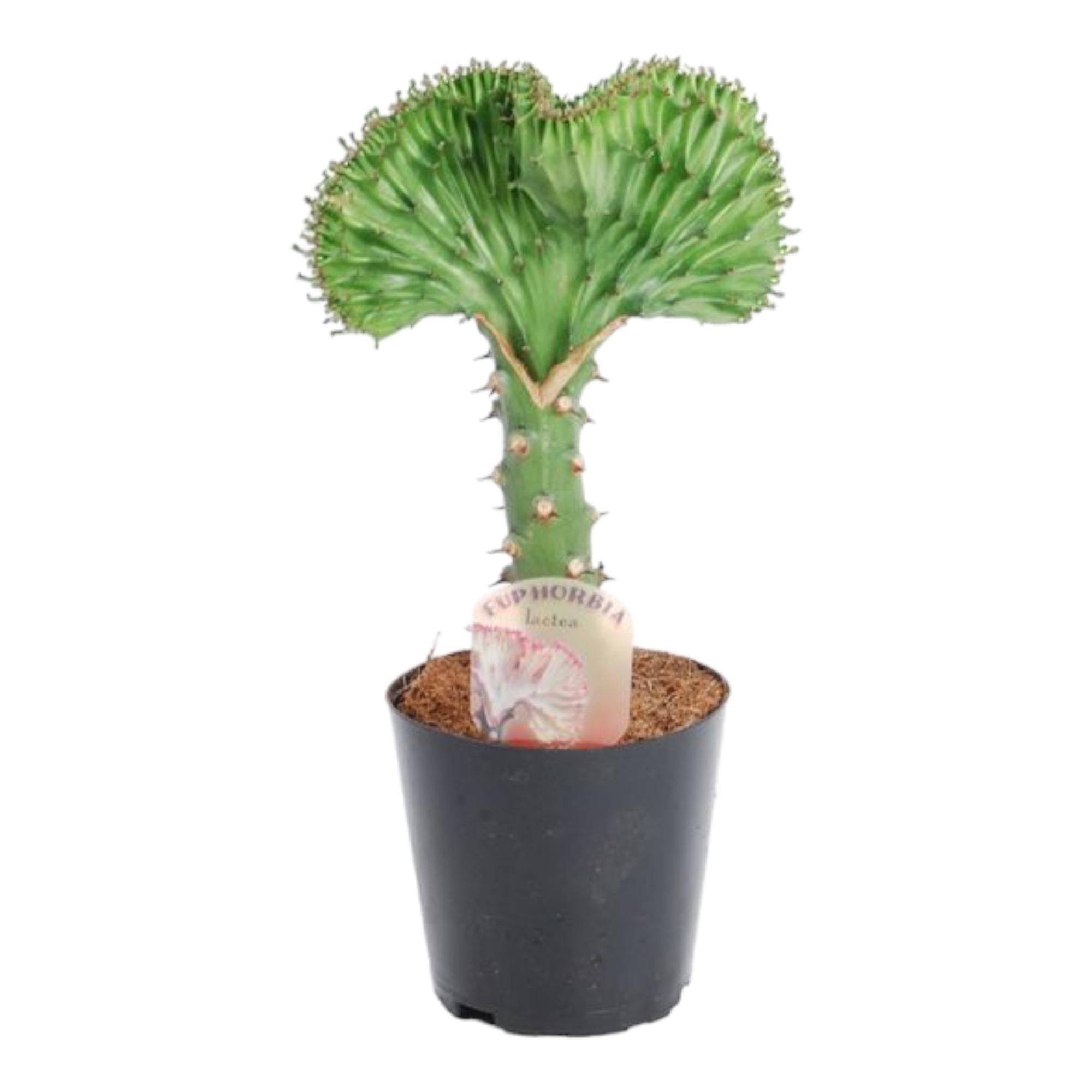 La Green Touch - Euphorbia lactea Cristata - Euphorbe crêtée - H 30 cm, pot Ø10 cm