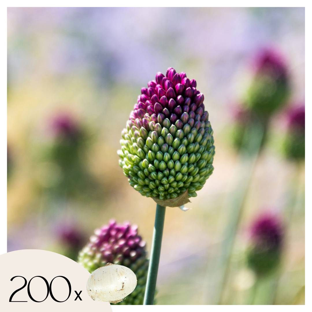 Plant In A Box - Ail - Set de 200 - Allium 'Sphaerocephalon' - Bulbes à fleurs - Violet - Image 1