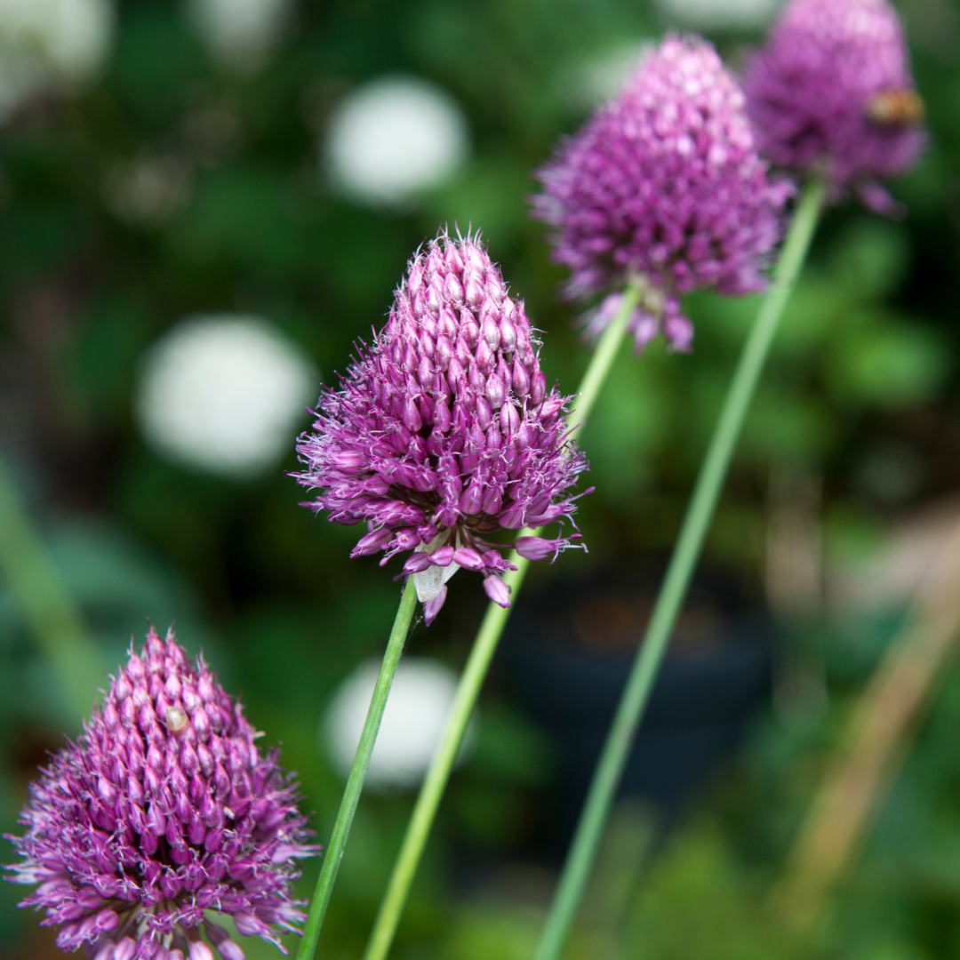 Plant In A Box - Ail - Set de 200 - Allium 'Sphaerocephalon' - Bulbes à fleurs - Violet - Image 2