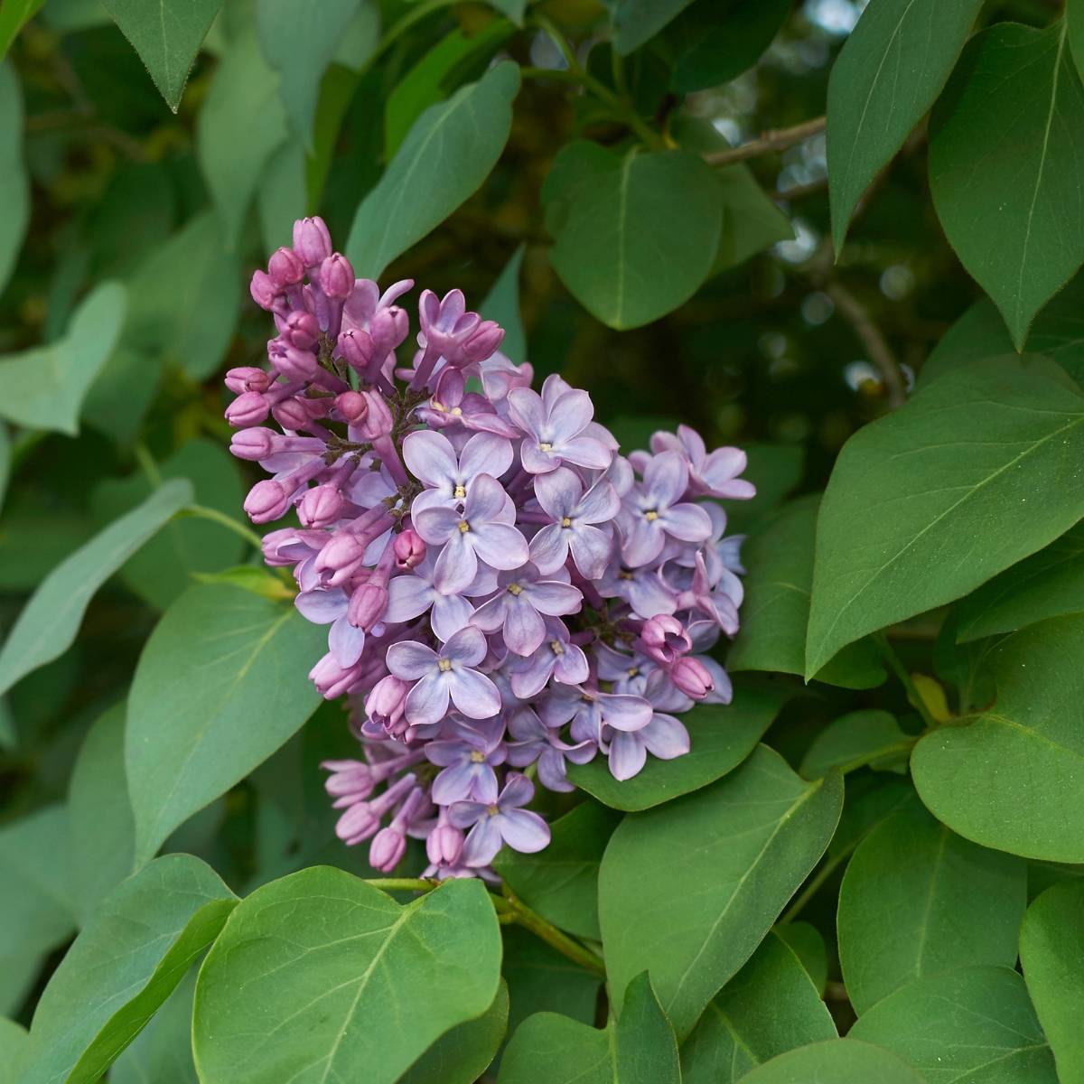 Lilas -  Syringa vulgaris Petites Racines nues