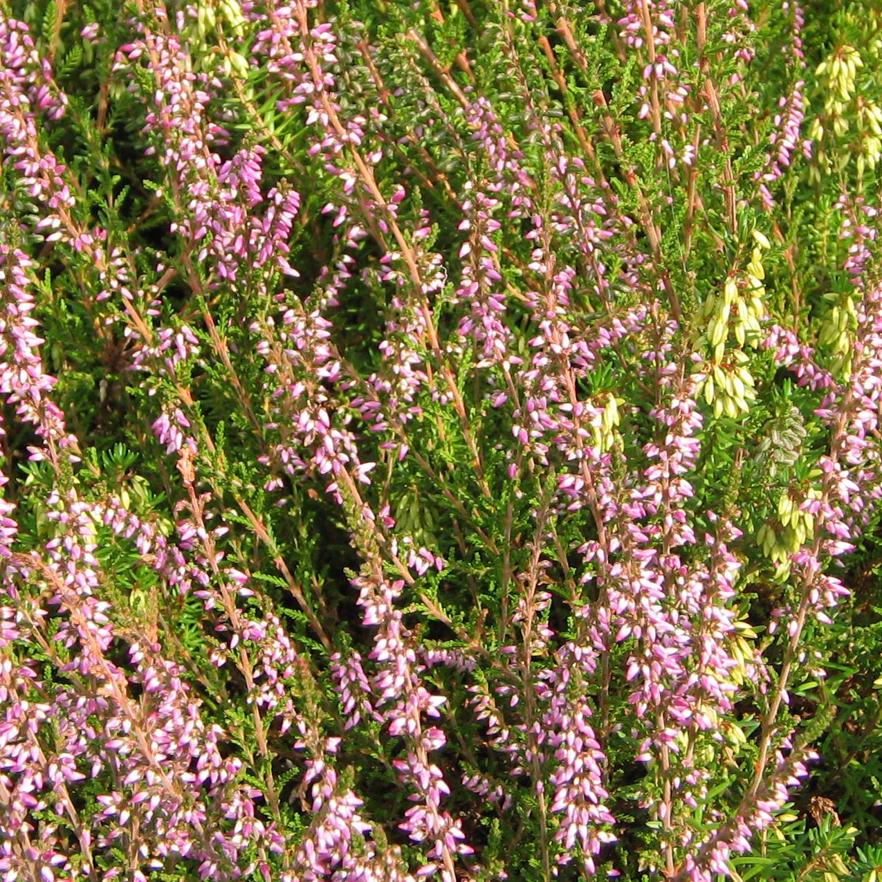 Bruyère d'été - Calluna vulgaris Marleen Pot de 2L/3L