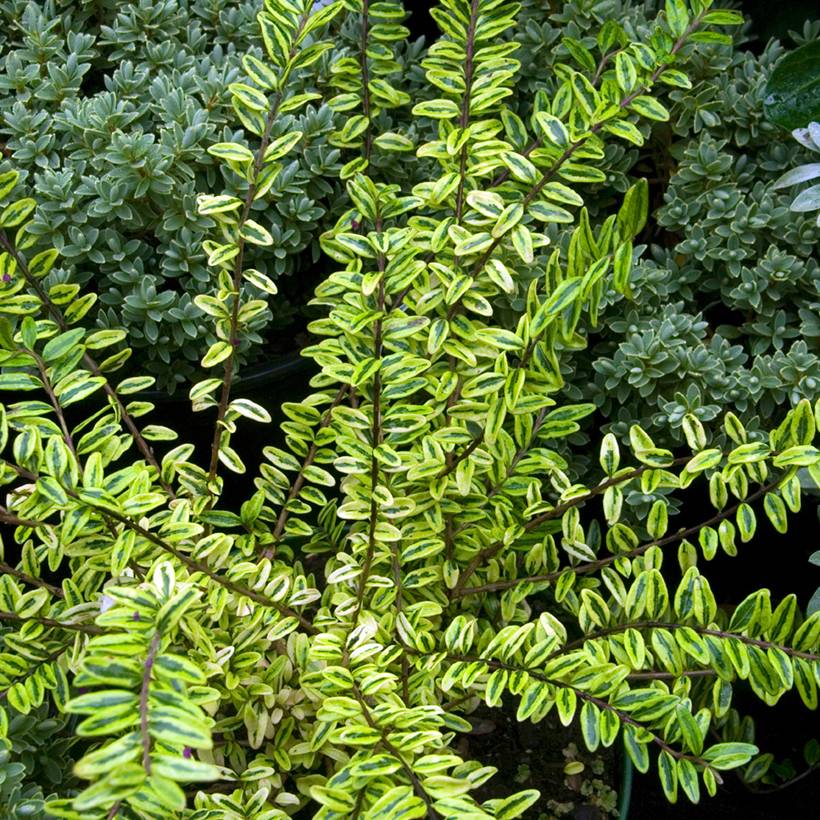 Promesse de Fleurs - Lonicera nitida Lemon Beauty - Chèvrefeuille arbustif Pot de 2L/3L - Image 1