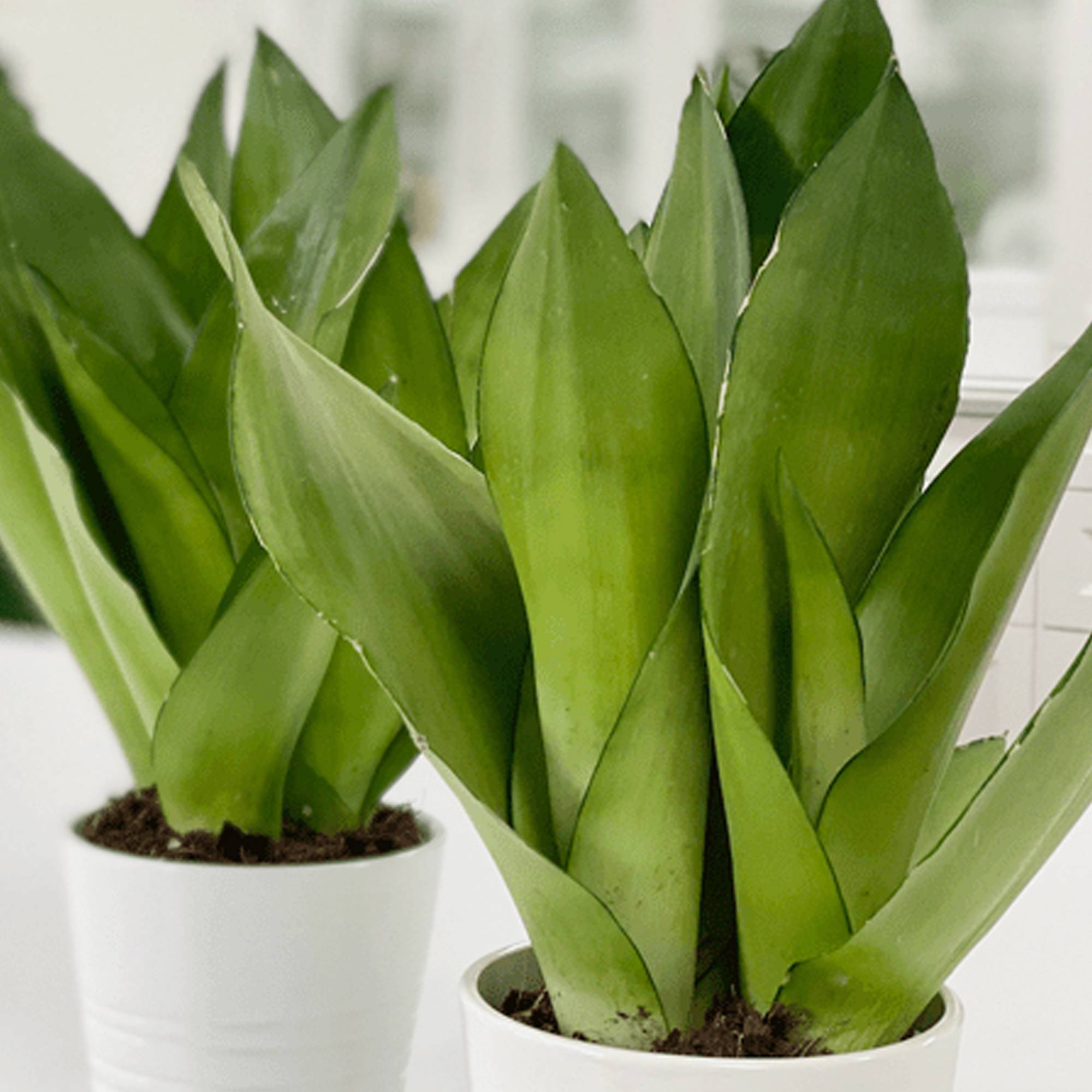 Gardenersdream - Sansevieria Moonshine Langue De Belle-Mère Plante Pour La Maison Ou Le Bureau (De 30 À 40 Cm Pot Inclus) - GardenersDream - Imagen 2