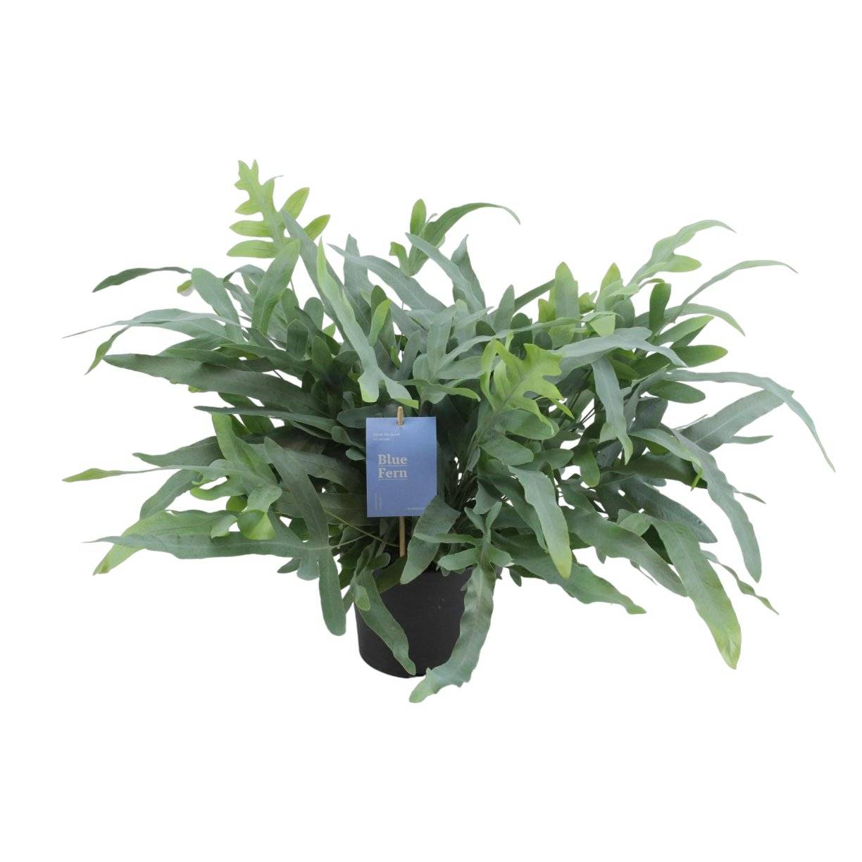 La Green Touch - Phlebodium Aureum Bleu Star - D17 H50cm
