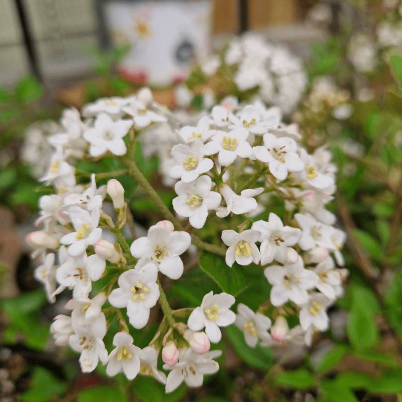 Viorne de Burkwood, Viburnum à fleurs Blanche/ - feuillage Caduc - Pot de 3L - 40/60 cm