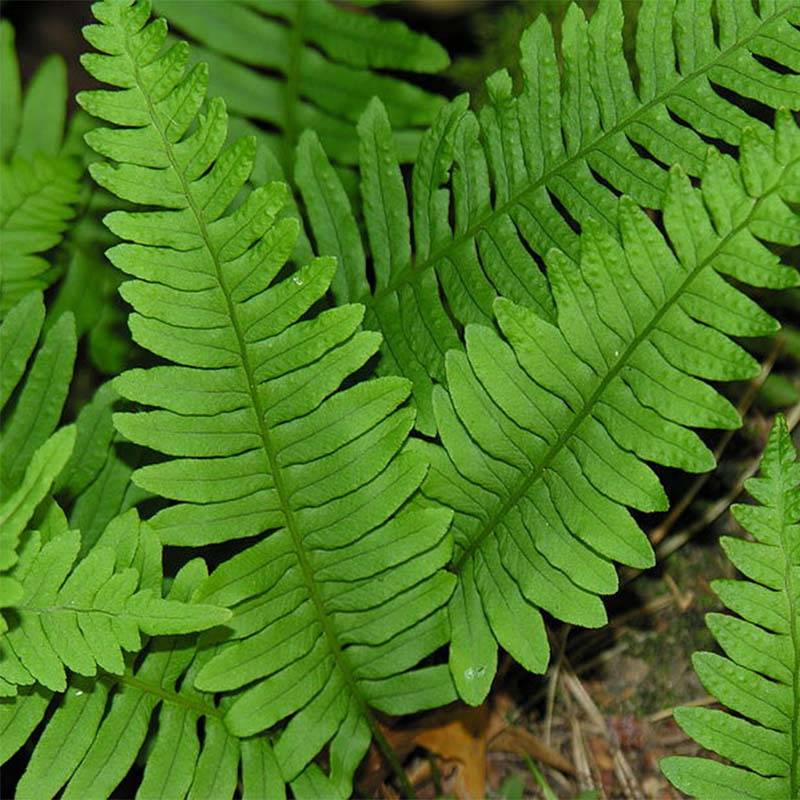 Polypodium vulgare - Fougère persistante Godet de 8/9 cm