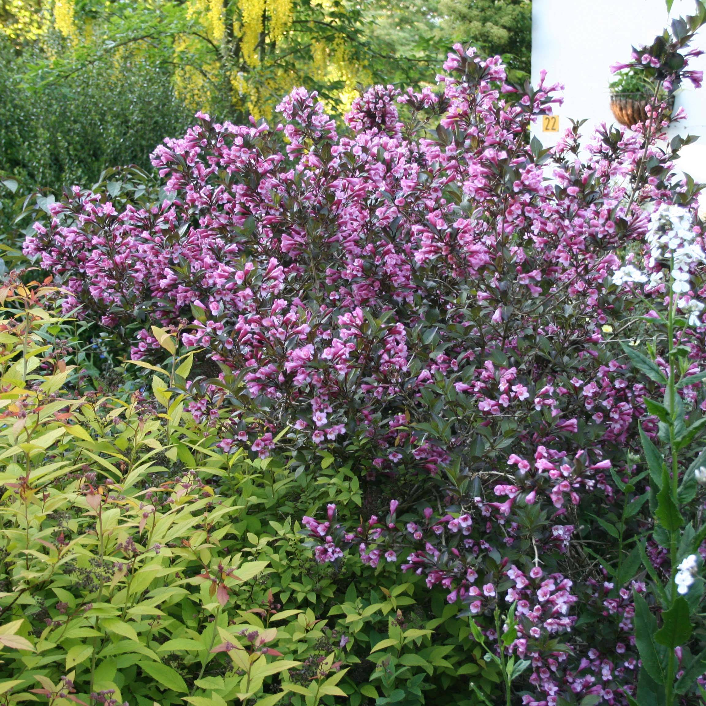Promesse de Fleurs - Weigela florida Nana Purpurea - Weigélia pourpre nain  Pot de 3L/4L