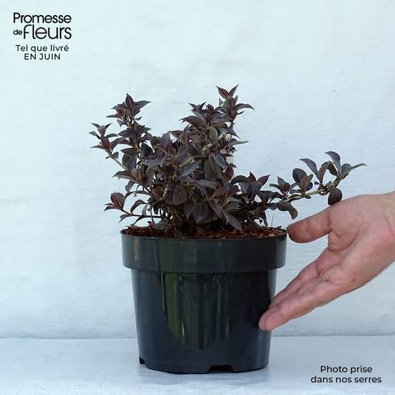Promesse de Fleurs - Weigela florida Nana Purpurea - Weigélia pourpre nain Pot de 3L/4L - Image 2