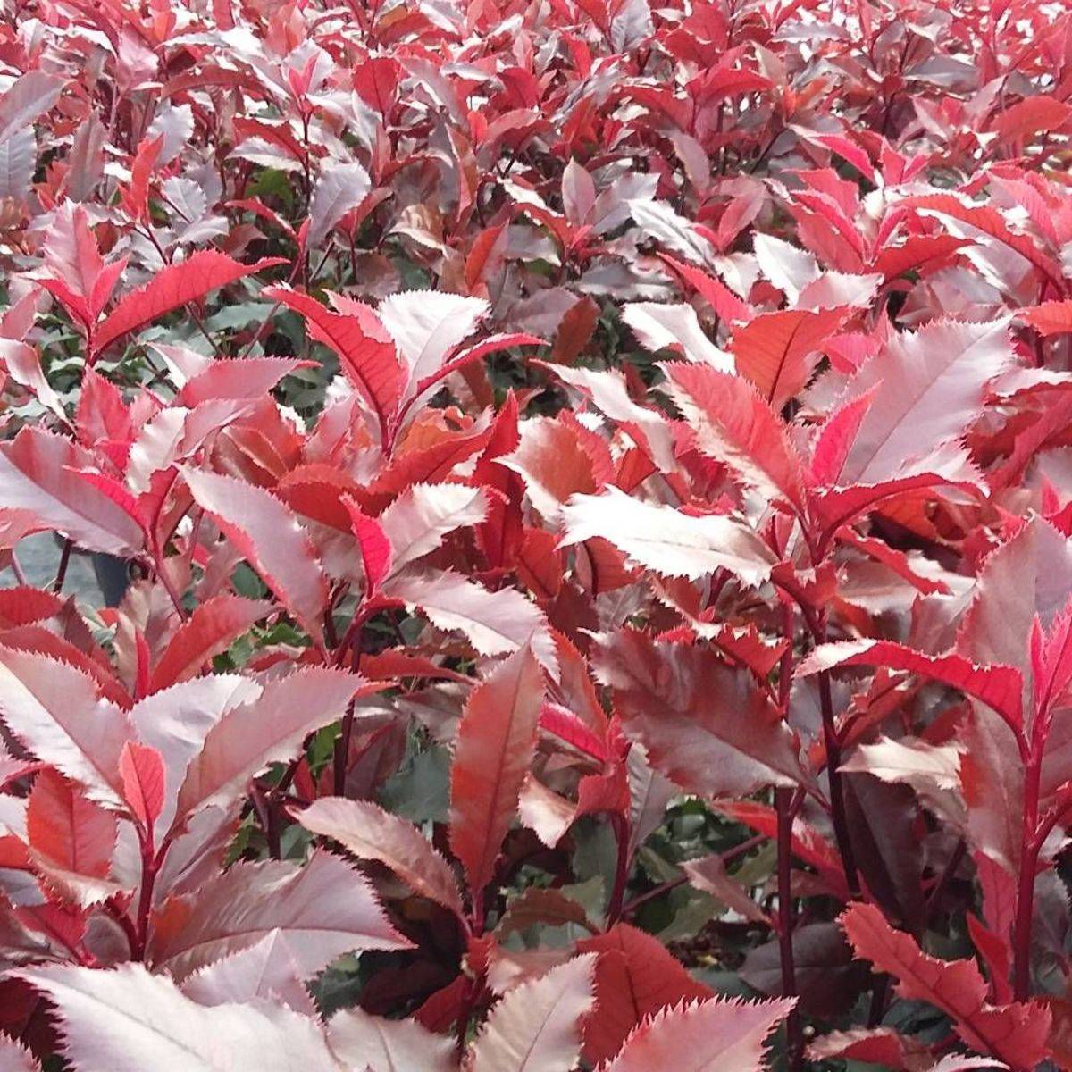 Photinia x fraseri Magical Volcano® 'Kolmavoca' à fleurs Blanche - feuillage Persistant - Pot de 3L - 20/40 cm-  hauteur à maturité De 1,50 m à 2,00 m - Imagen 2