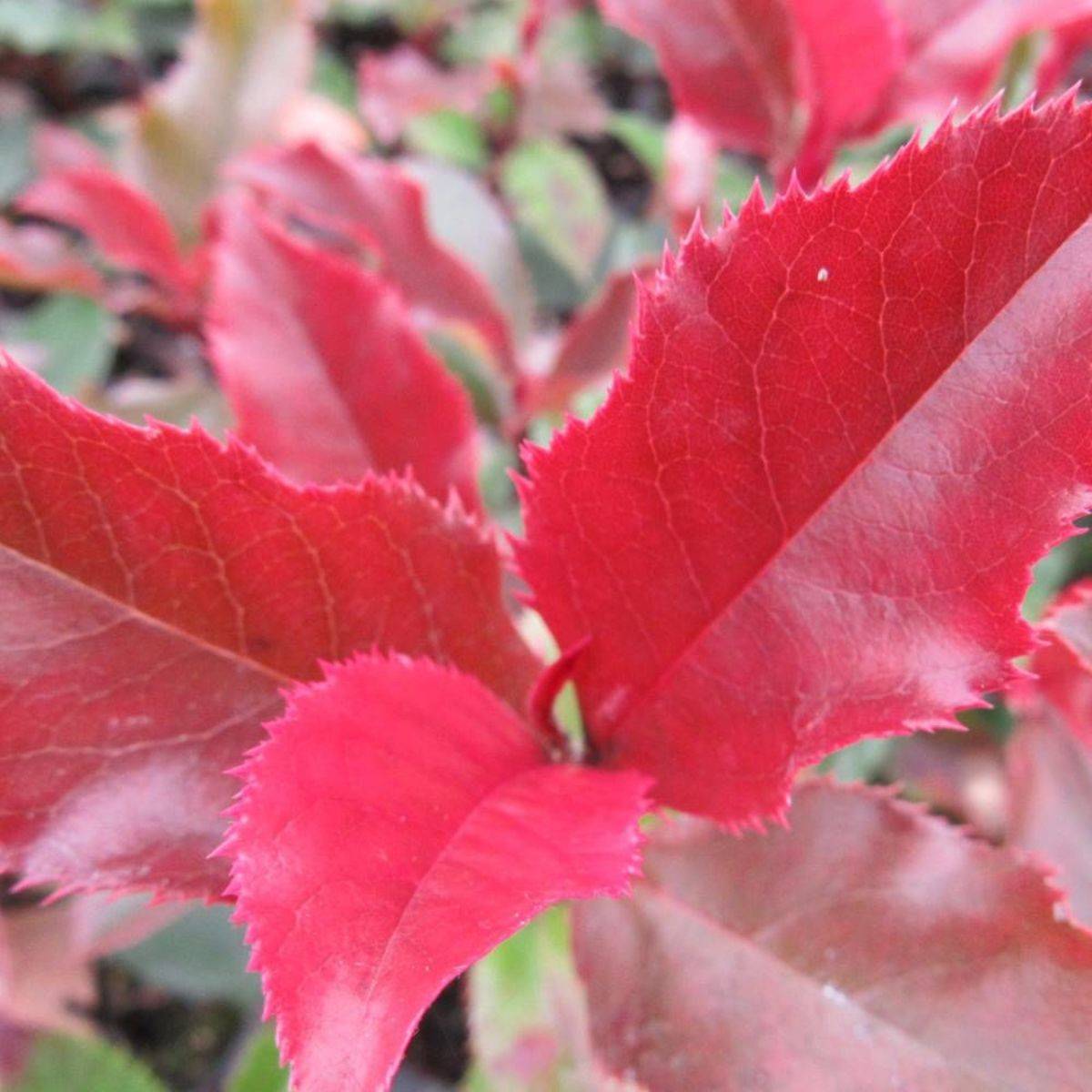 Photinia x fraseri Magical Volcano® 'Kolmavoca' à fleurs Blanche - feuillage Persistant - Pot de 3L - 20/40 cm-  hauteur à maturité De 1,50 m à 2,00 m - Imagen 5
