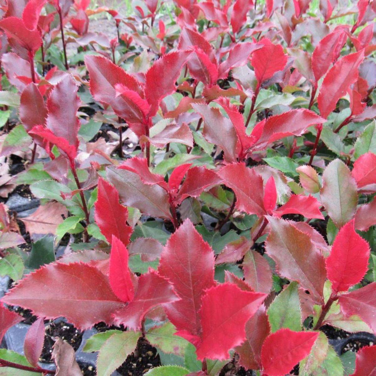 Photinia x fraseri Magical Volcano® 'Kolmavoca' à fleurs Blanche - feuillage Persistant - Pot de 3L - 20/40 cm-  hauteur à maturité De 1,50 m à 2,00 m - Imagen 4