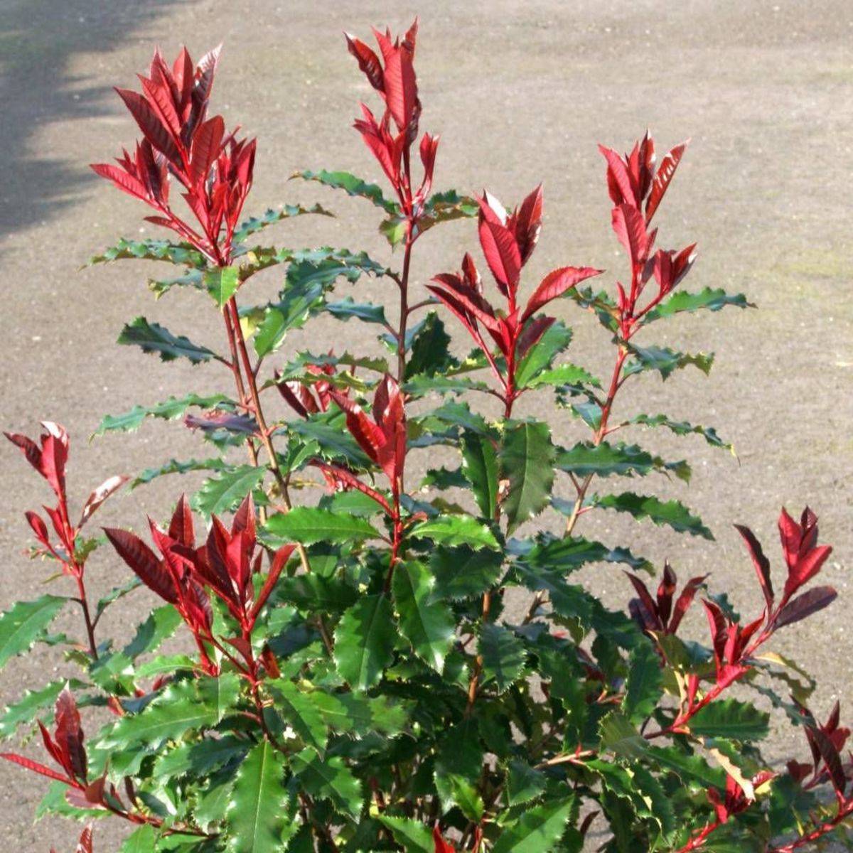 Photinia x fraseri Magical Volcano® 'Kolmavoca' à fleurs Blanche - feuillage Persistant - Pot de 3L - 20/40 cm-  hauteur à maturité De 1,50 m à 2,00 m - Imagen 3