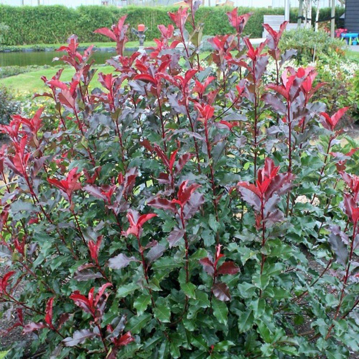 Photinia x fraseri Magical Volcano® 'Kolmavoca' à fleurs Blanche - feuillage Persistant - Pot de 3L - 20/40 cm-  hauteur à maturité De 1,50 m à 2,00 m - Imagen 1